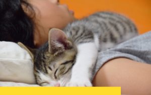 Read more about the article 跟寵物一起睡，床墊的灰塵、塵螨、細菌量翻倍！過敏容易加重，床墊清洗可以解決嗎?